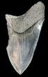 Partial, Serrated, Fossil Megalodon Tooth #47608-1